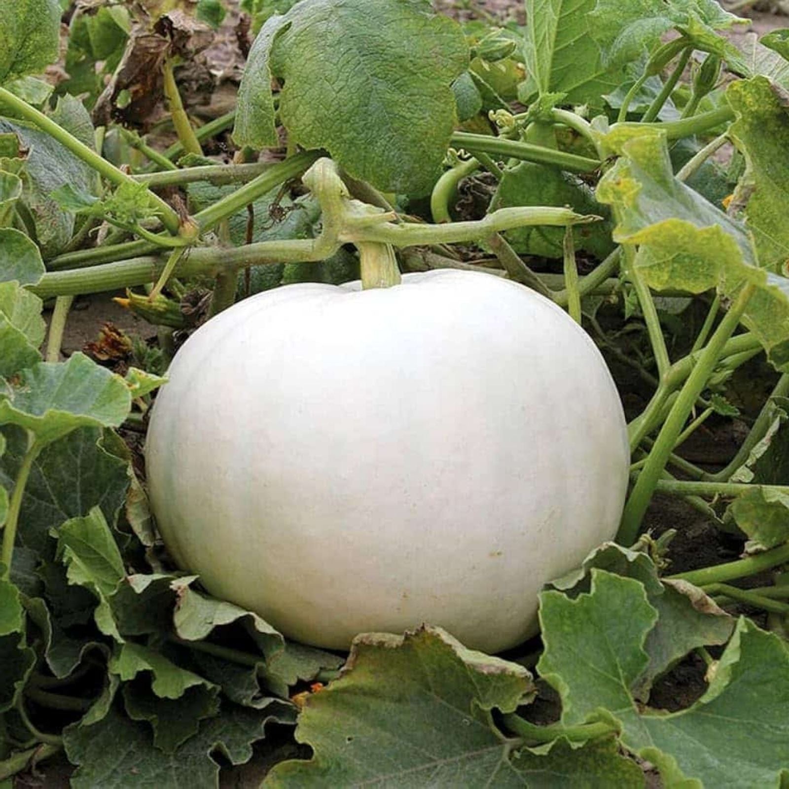 Parisian Gherkin Cucumber Seeds – 20 Seeds, Compact Variety, Delicious Flavor, Cucumis sativus, Easy to Grow