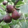 Chicago Hardy Fig Tree Cuttings – 10 Unrooted 6-8" Ficus carica Cold Hardy Plant for Garden, Patio, or Indoor Growing