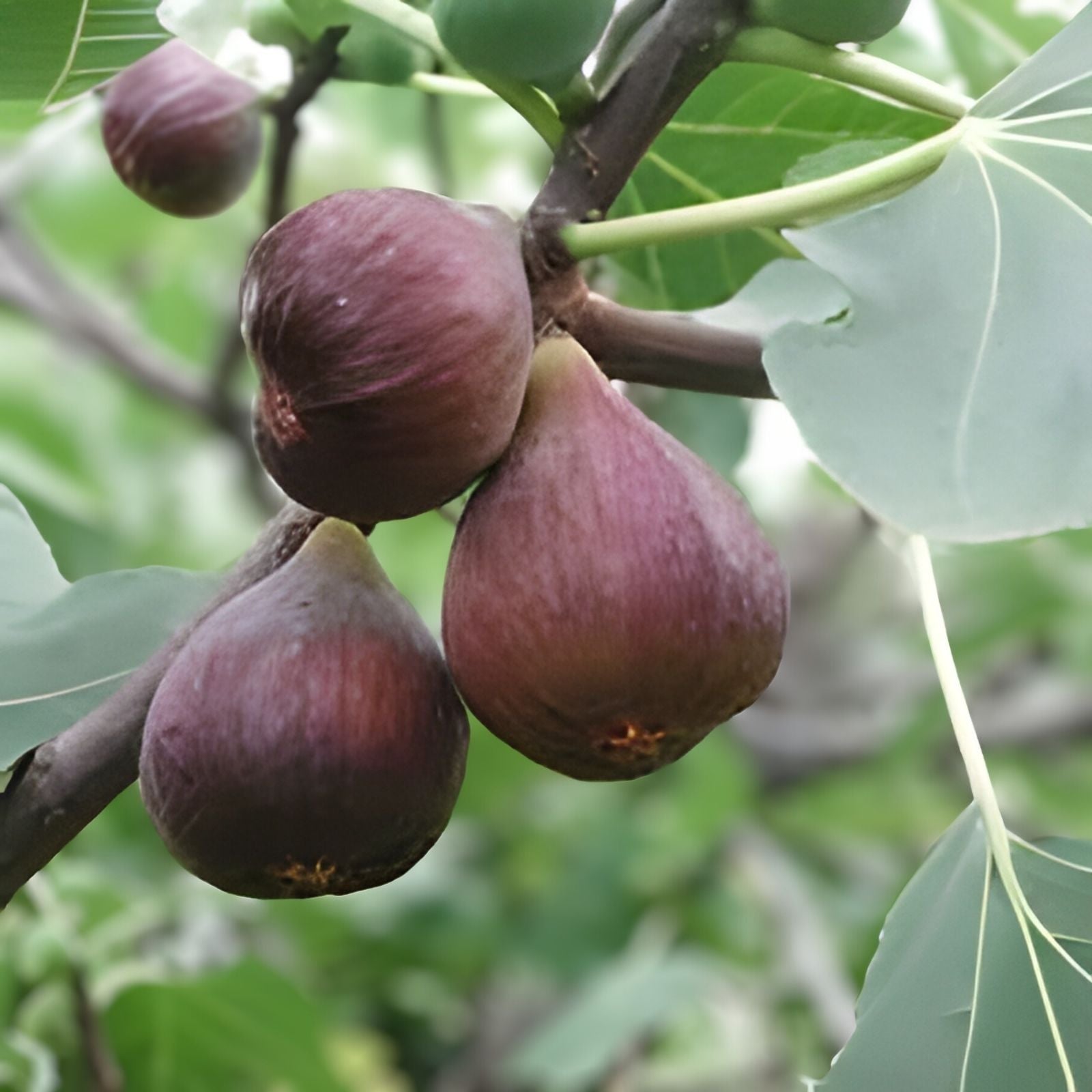 Chicago Hardy Fig Tree Cuttings – 10 Unrooted 6-8" Ficus carica Cold Hardy Plant for Garden, Patio, or Indoor Growing