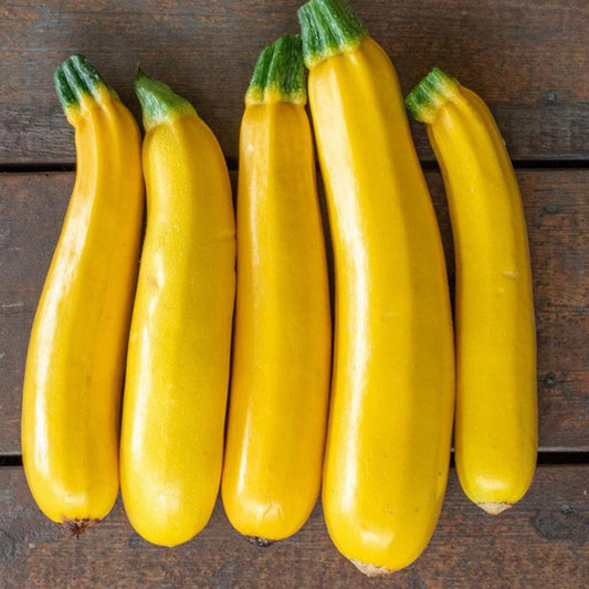 Goldy Squash Seeds 10 Pack – Organic Golden Zucchini Seeds Cucurbita pepo Vegetable Seeds for Gardening