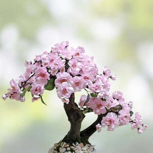 Japanese Cherry Blossom Tree Seeds 20 Pack Pink Sakura Prunus serrulata Bonsai Starter Plants