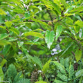 Sawtooth Oak Seedlings 5-Pack | Quercus acutissima Live Tree Plants | Deciduous Landscaping Trees