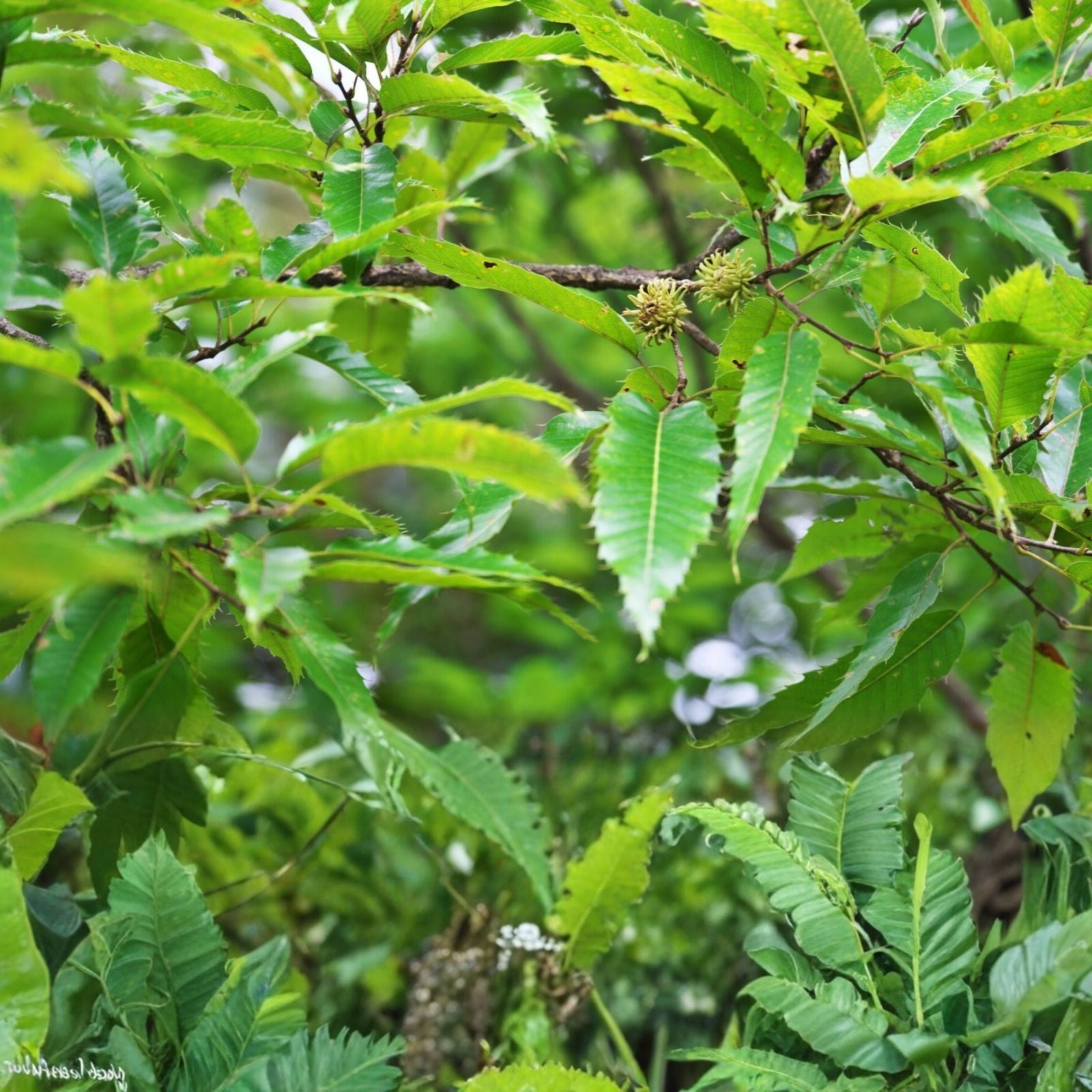 Sawtooth Oak Seedlings 5-Pack | Quercus acutissima Live Tree Plants | Deciduous Landscaping Trees