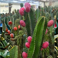 Peruvian Apple Cactus Cuttings Lot of 2 | Cereus peruvianus Succulent Plants | Live Starter Plants | 14" & 11" Tall