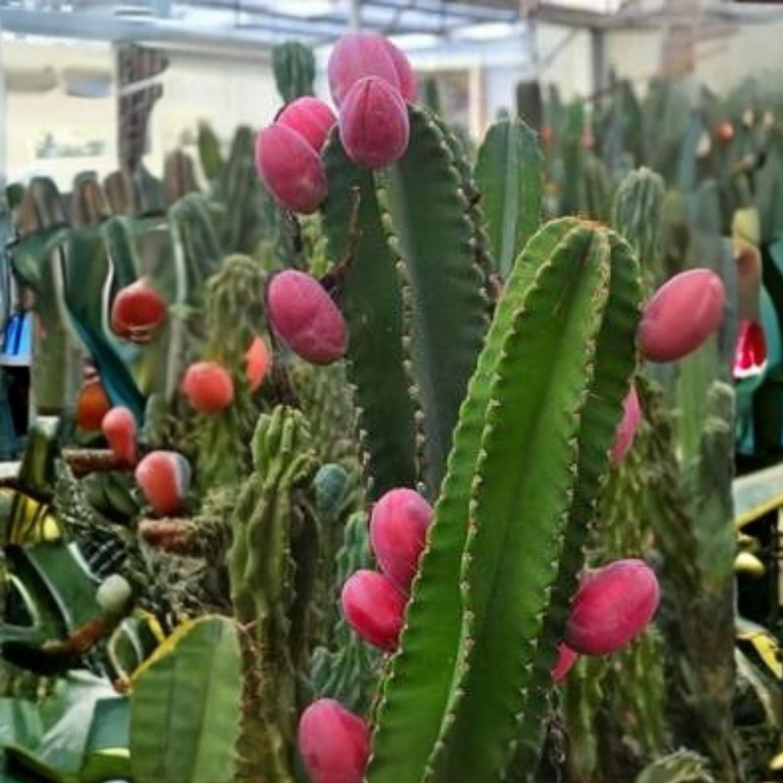 Peruvian Apple Cactus Cuttings Lot of 2 | Cereus peruvianus Succulent Plants | Live Starter Plants | 14" & 11" Tall