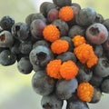 Formosan Raspberry Cuttings Rubus phoenicolasius Edible Ground Cover Tasty Berry Plant Live Starter