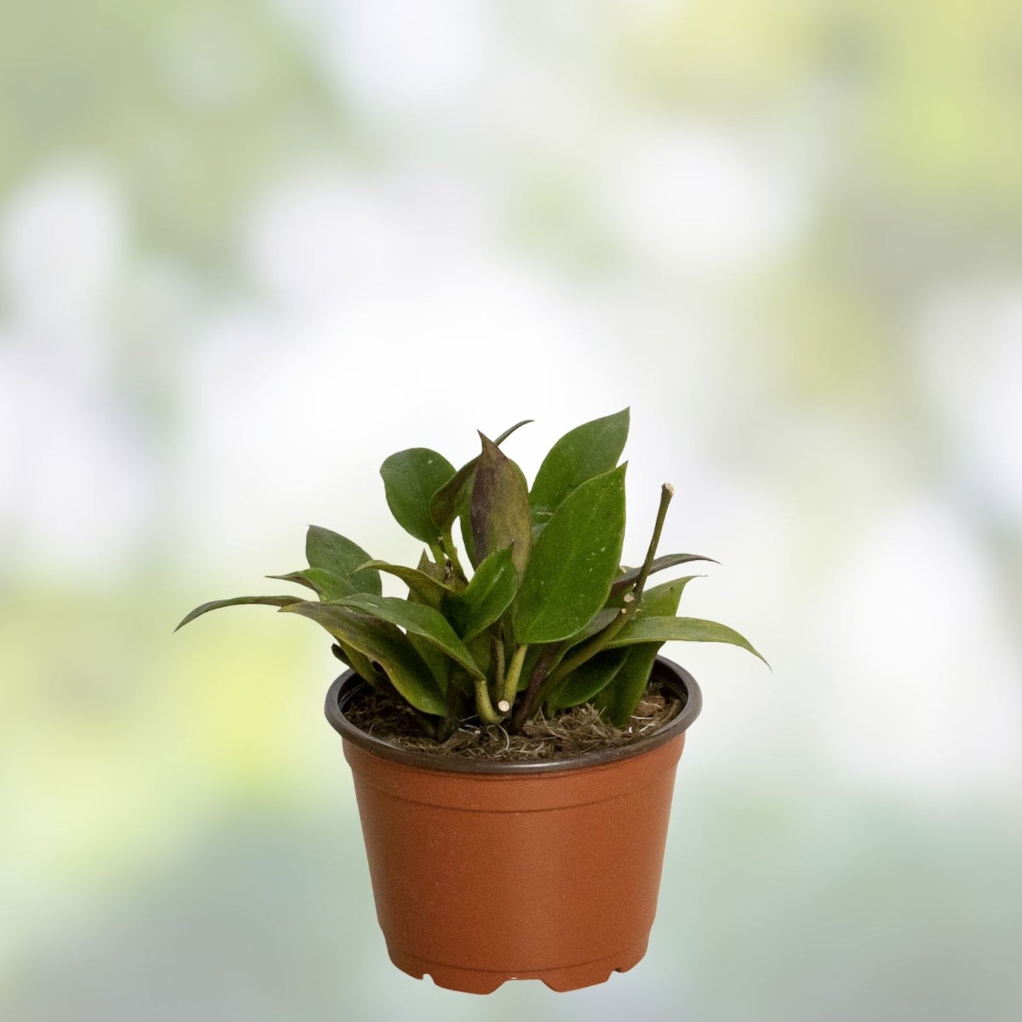 Hoya Sunrise Variegated Hoya Carnosa Live Plant 4” Pot, Indoor Houseplant, Easy Care, Unique Foliage