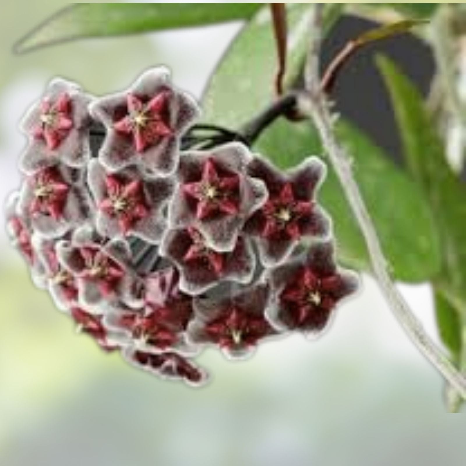 Hoya pubicalyx 'Royal Hawaiian Purple' Live Plant in 2.5" Pot, Indoor Houseplant, Low Maintenance, Purple Hoya Cutting