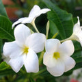 Hawaiian Fiddle Plumeria Plant 5 Pack – Fragrant White Flowers – Plumeria pudica – Tropical Garden Flowering Shrubs