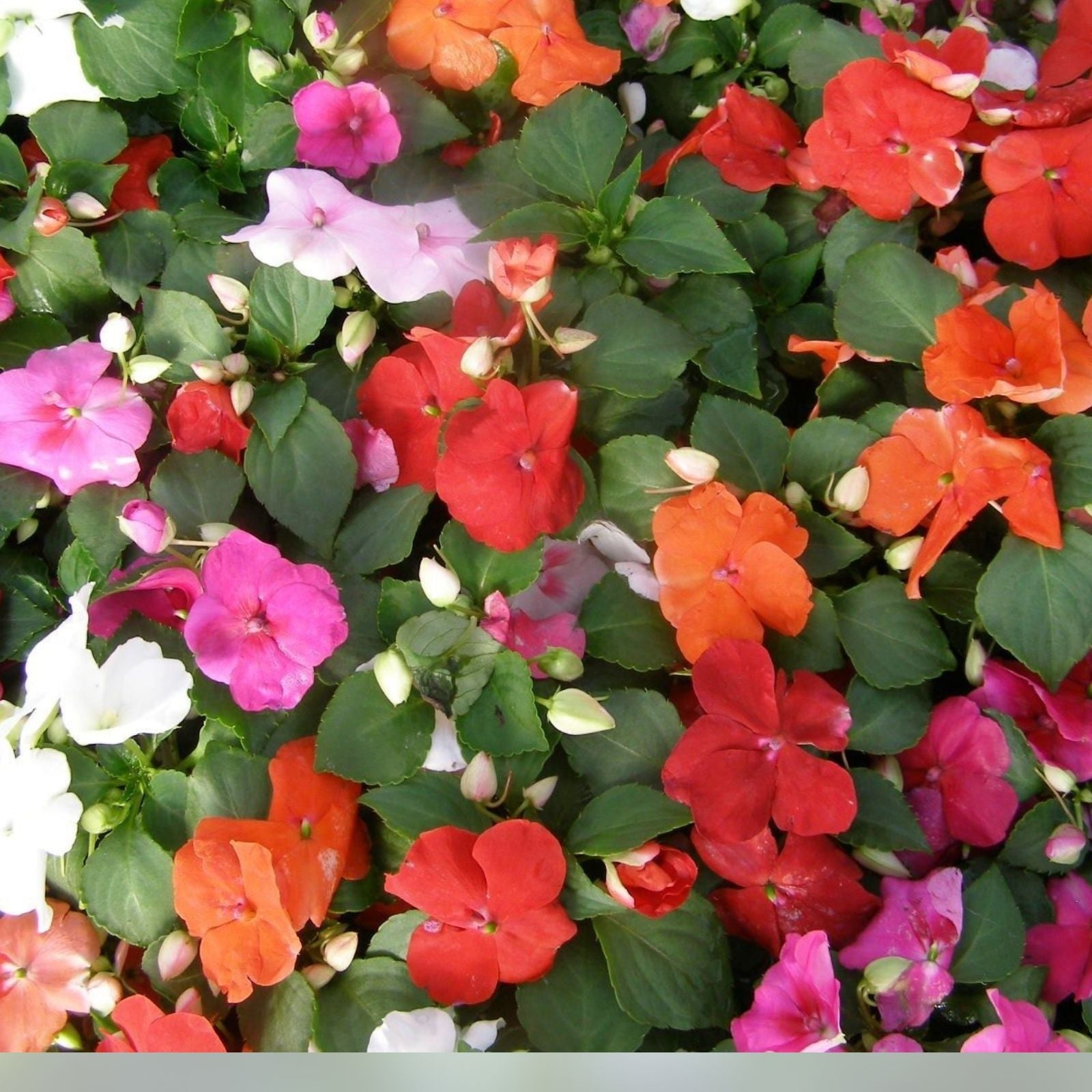 Busy Lizzy Impatiens Seeds 100 Count Super Elfin XP Hot Mix Garden Flower Seeds for Containers Beds Annuals