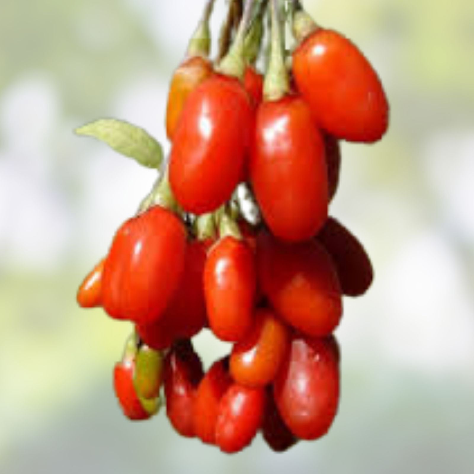 Goji Berry Cuttings - 10 Thin Rooting Shoots of Wolfberry Superfood Bush - Lycium barbarum - Fast Growing