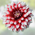 Red and White Dahlia Tuber Clump Large Bloom Perennial Flower Plant Garden Decor