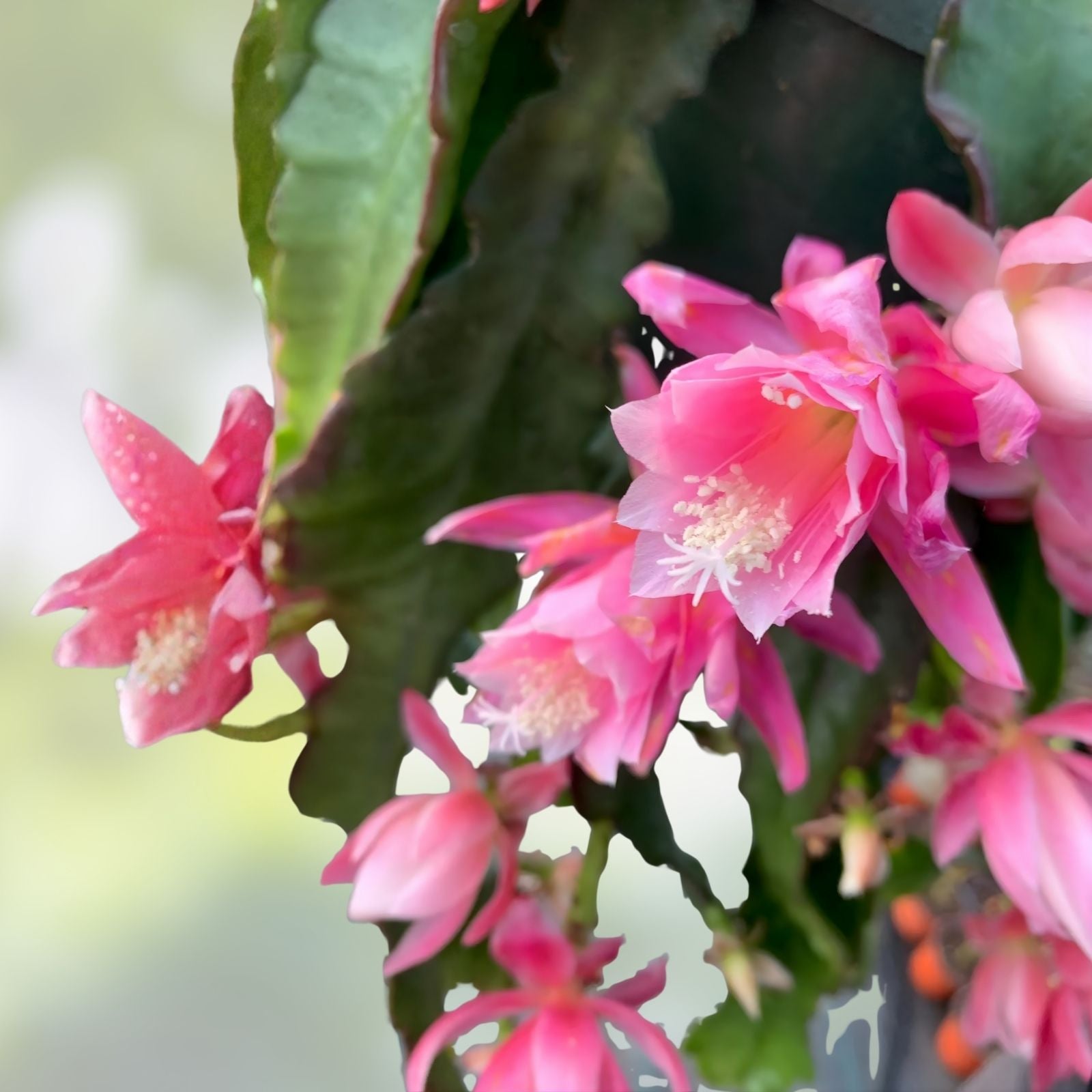 Epiphyllum Orchid Cactus Succulent Live Plant Ruth Kilbourne Variety Indoor Outdoor Houseplant