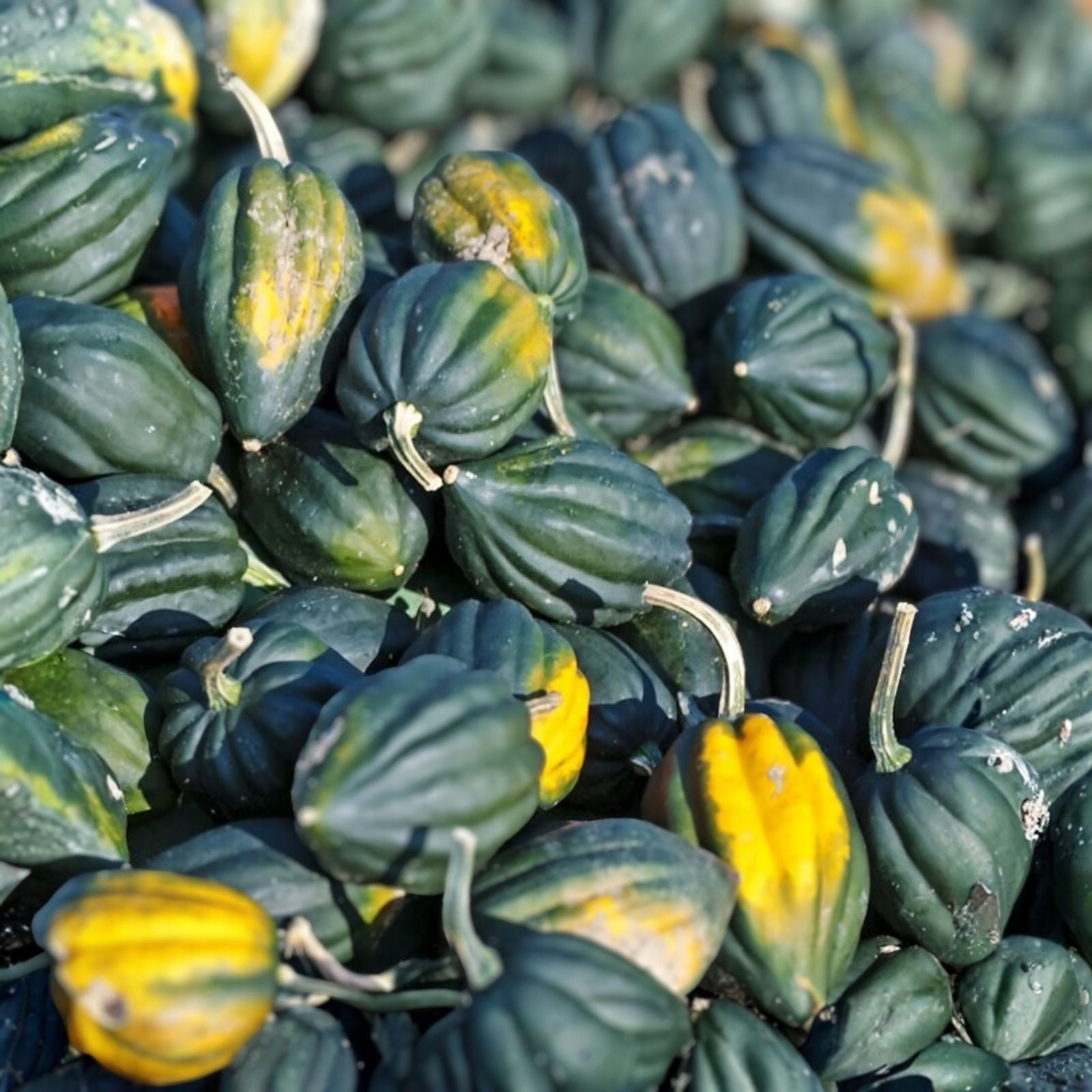 Organic Acorn Winter Squash Seeds 10 Pack Heirloom Cucurbita pepo Live Plant or Seed Starter Free Shipping