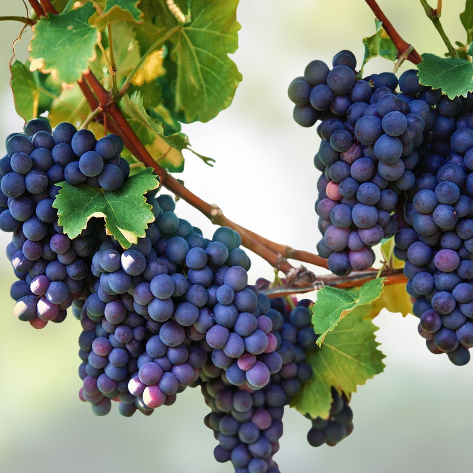 Grape Vine Seeds 30 Pack Vitis vinifera Fruit Planting Home Garden Bare Root Starter