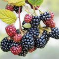 Wild Blackberry Cuttings Rubus fruticosus Edible Plant Live Starter Bare Root for Wildlife Pollinators