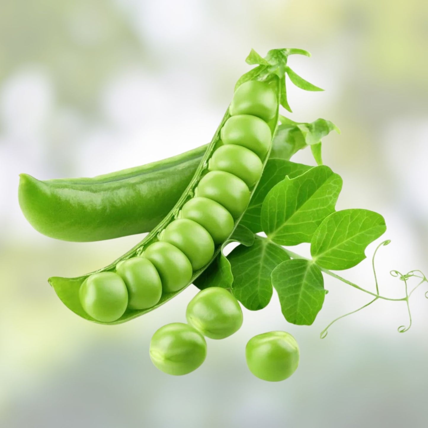 Heirloom Pea Seeds Early Alaska Variety 100+ Pisum sativum Live Plant, Vegetable Seed, Garden Starter, Edible Pea Plant