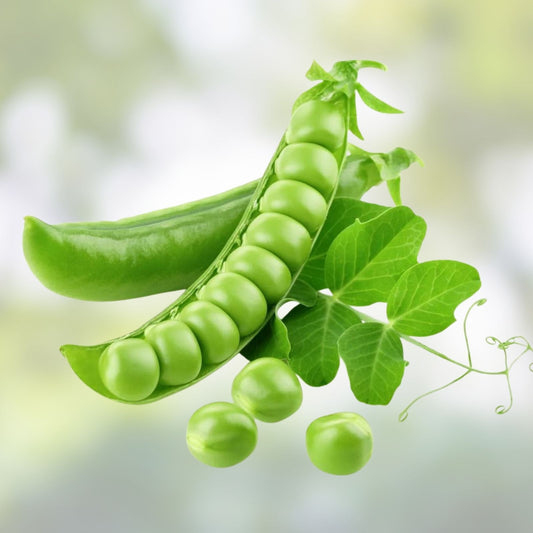 Heirloom Pea Seeds Early Alaska Variety 100+ Pisum sativum Live Plant, Vegetable Seed, Garden Starter, Edible Pea Plant