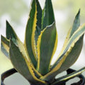 Agave Americana Yellow Edge Variegated Succulent Cutting 10 Inch Live Plant, Houseplant, Starter Plant, Succulent Propagation