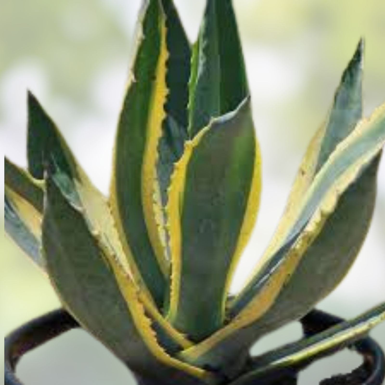 Agave Americana Yellow Edge Variegated Succulent Cutting 10 Inch Live Plant, Houseplant, Starter Plant, Succulent Propagation