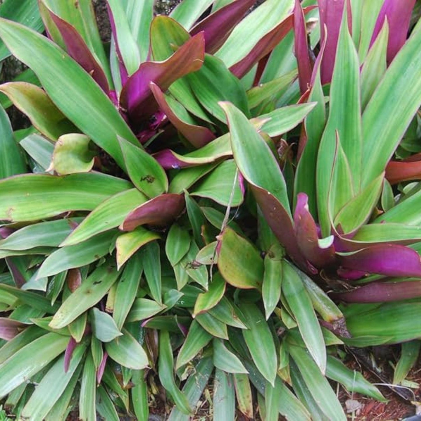 Live Plant Cuttings - Purple Tradescantia Spathacea - Oyster Plant, Moses Cradle - Tropical Indoor Houseplant, Easy Care, Fast Growing