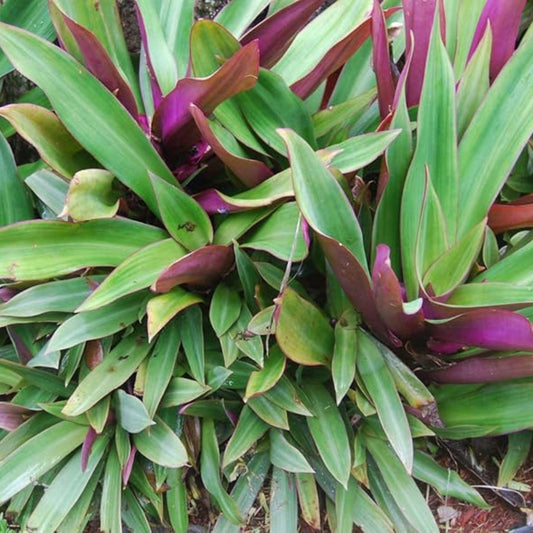 Live Plant Cuttings - Purple Tradescantia Spathacea - Oyster Plant, Moses Cradle - Tropical Indoor Houseplant, Easy Care, Fast Growing