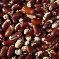 King Palm Seeds 5 Pack - Archontophoenix cunninghamiana Tropical Indoor Outdoor Garden Planting
