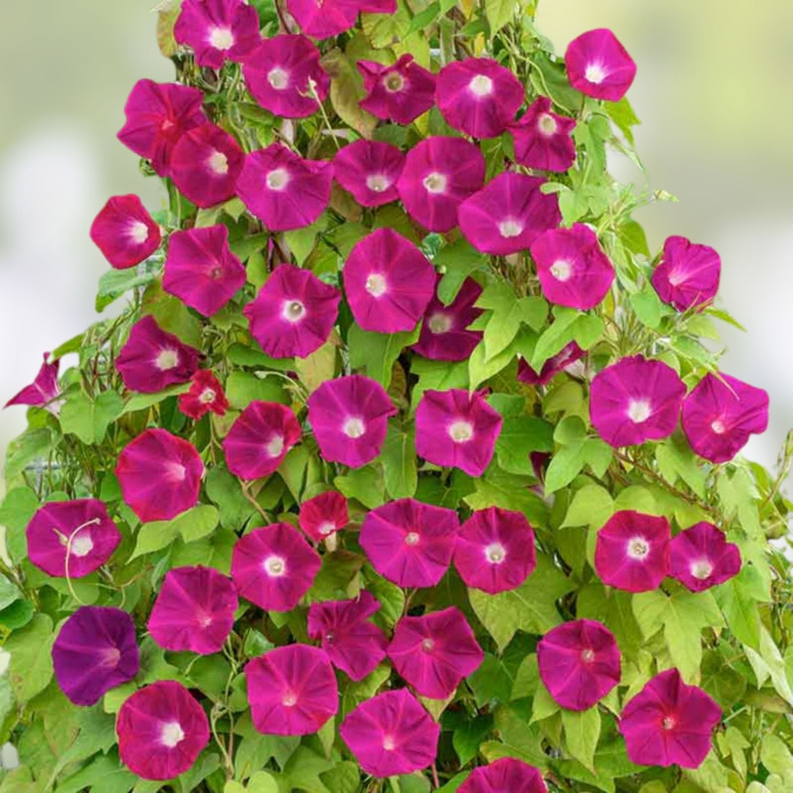 Scarlet O'Hara Morning Glory Seeds – Ipomoea purpurea Climbing Vine Bright Red Flowers Garden Plant 25+ Seeds