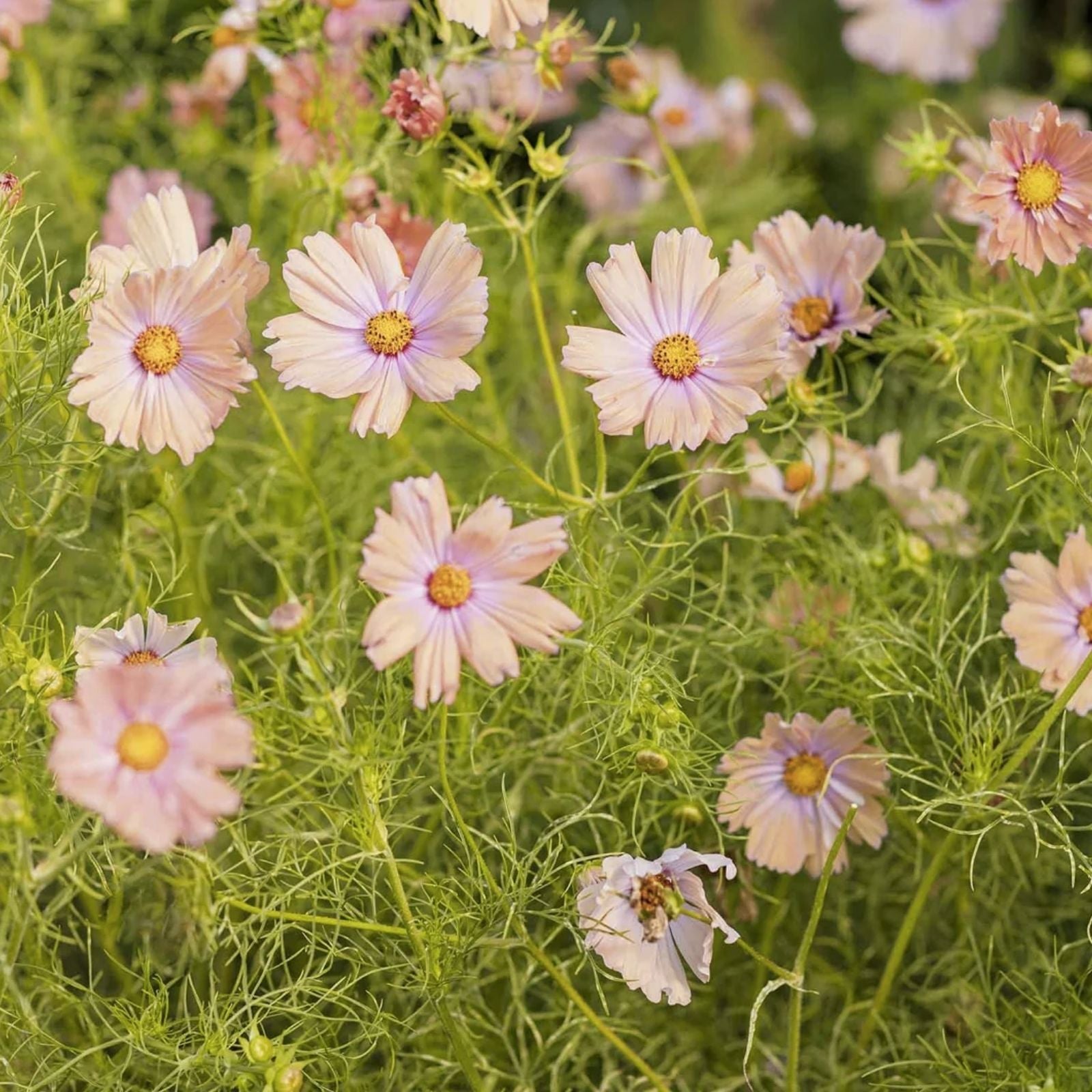 Cosmos Seeds Apricot Lemonade Variety 250 Count | Garden Flower Seeds for Pollinators | Cosmos bipinnatus Starter Plants