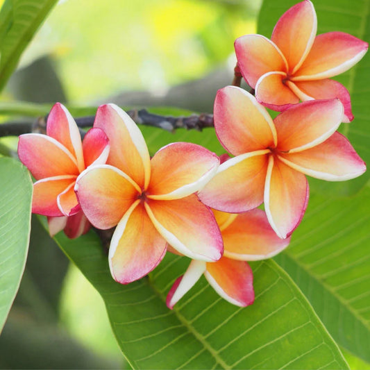 Hawaiian Grand Plumeria Plant 5 Pack Pink Orange White Frangipani Tropical Flowering Live Plant