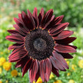 30 Ndea Tree Seeds - Nauclea xanthoxylon - Tropical Hardy Fast-Growing Exotic Tree Seeds for Landscaping and Gardening