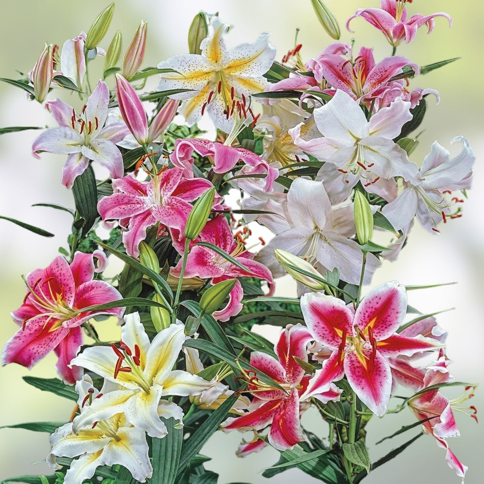 Large Pink Oriental Lily Bulb Smart Romance – Fragrant Lilium Flowering Plant for Garden Landscaping