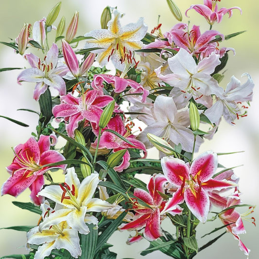 Large Pink Oriental Lily Bulb Smart Romance – Fragrant Lilium Flowering Plant for Garden Landscaping