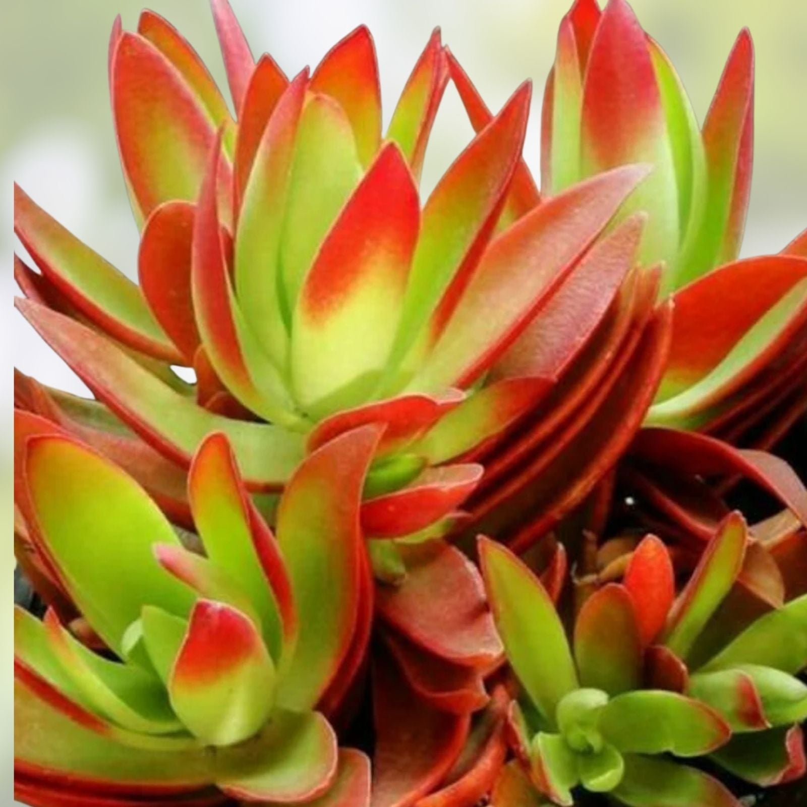 Succulent Cuttings 2" Crassula Capitella 'Campfire' Red Live Plants, Unrooted, Easy Care Indoor and Outdoor Succulents