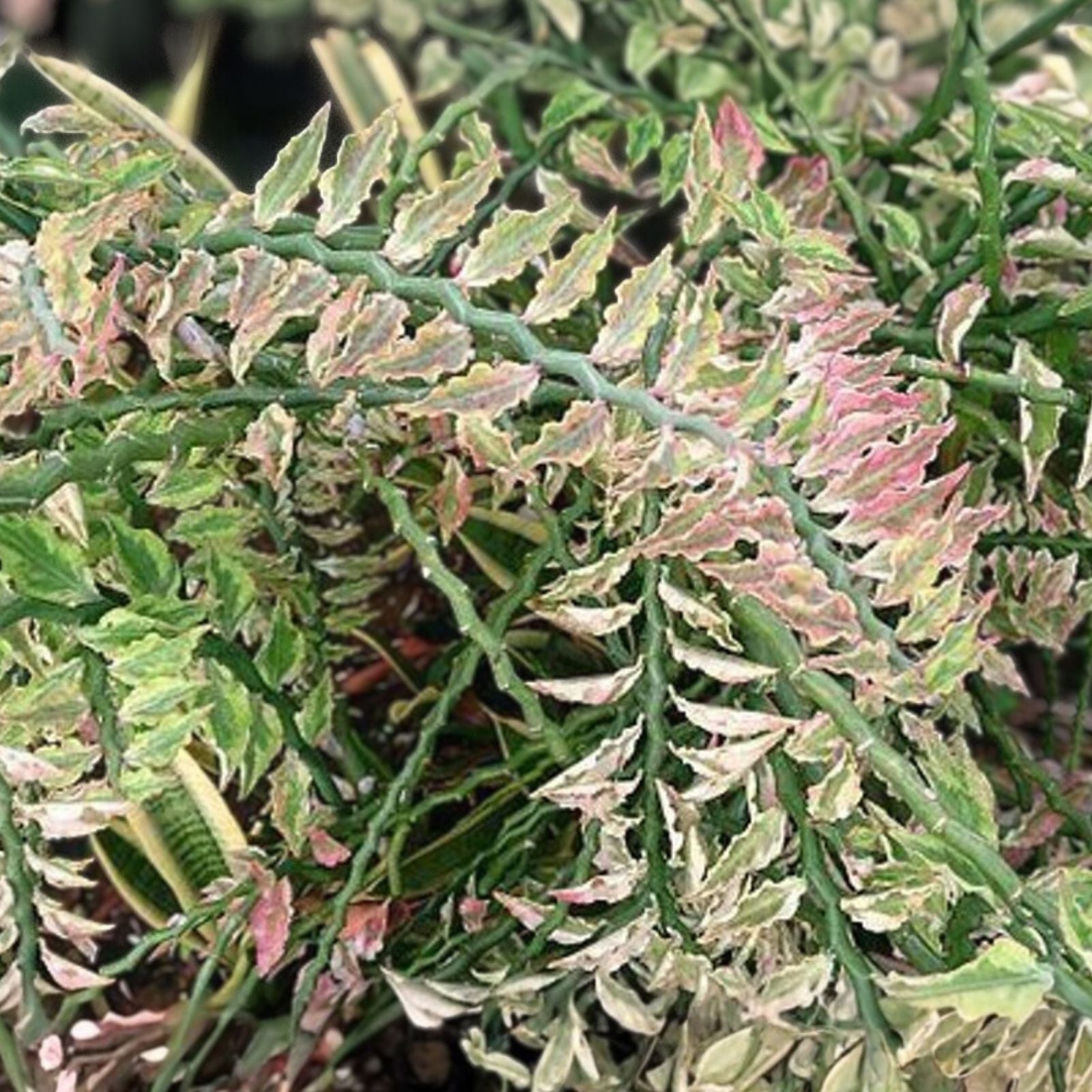 Variegated Euphorbia tithymaloides Devil's Backbone Cuttings 8+2 Roots Houseplant Succulent Starter Plant