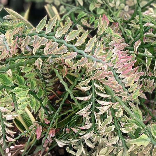 Variegated Euphorbia tithymaloides Devil's Backbone Cuttings 8+2 Roots Houseplant Succulent Starter Plant