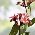 Rooted Plumeria Cutting Pastel Pink Flower 15" Tropical Fragrant Plant Plumeria rubra Houseplant