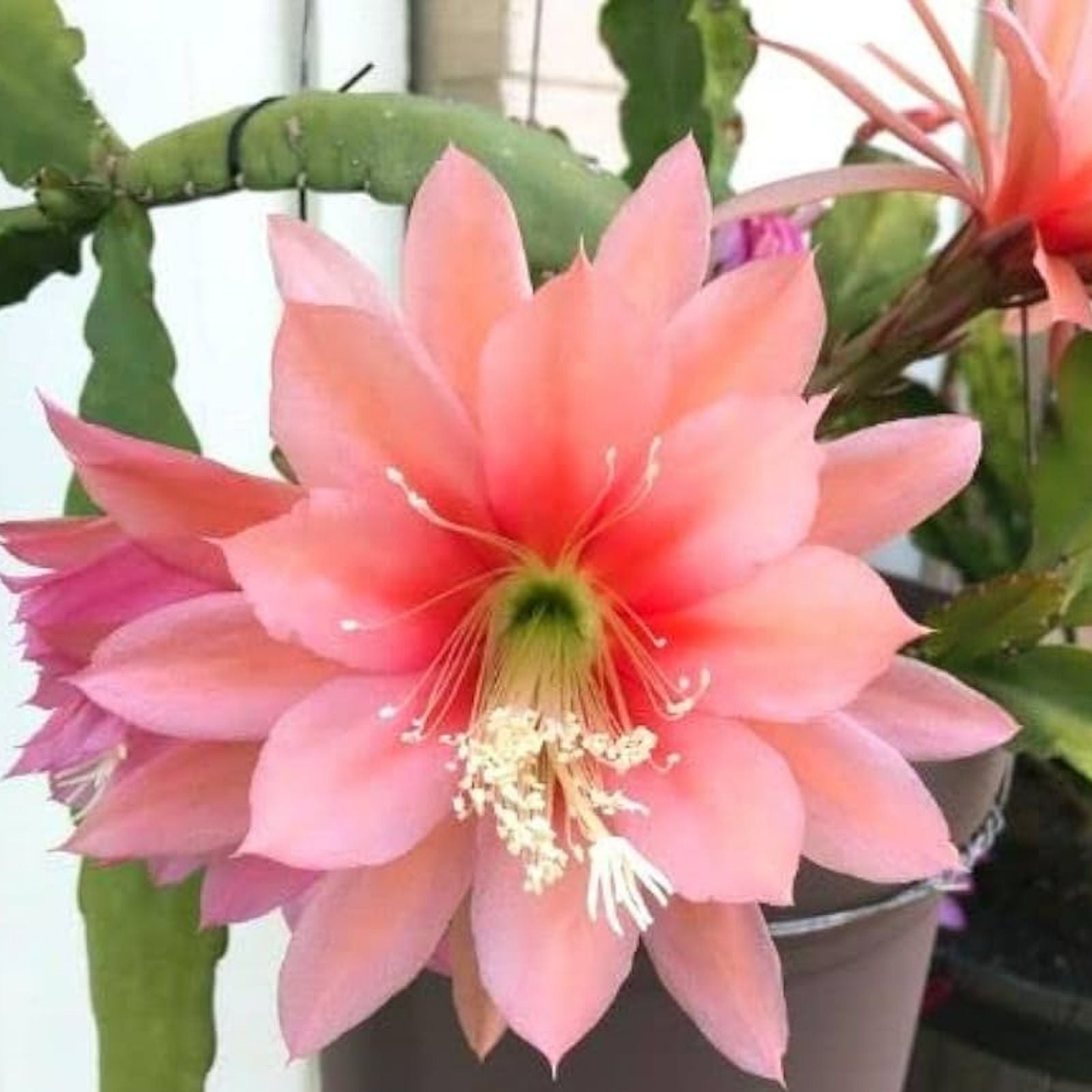 Epiphyllum hookeri Orchid Cactus Cuttings 2-20 Pack Tropical Houseplant Easy Indoor Plant Starter