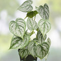 Philodendron brandtianum Cuttings, Unrooted Houseplant, Indoor Plant, Easy Care, Green Stem, Live Plant, Starter Plant