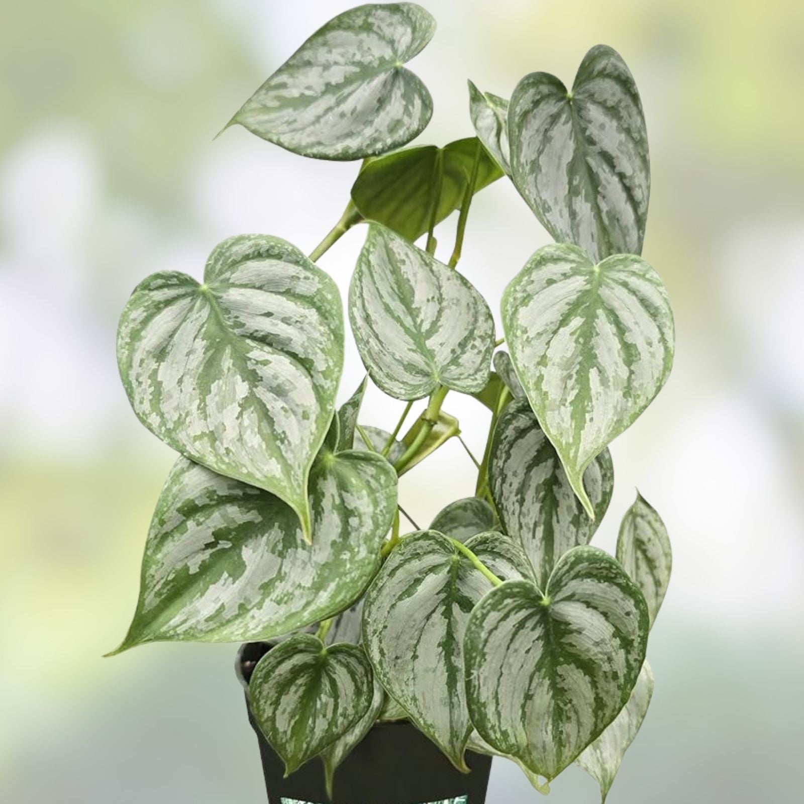 Philodendron brandtianum Cuttings, Unrooted Houseplant, Indoor Plant, Easy Care, Green Stem, Live Plant, Starter Plant