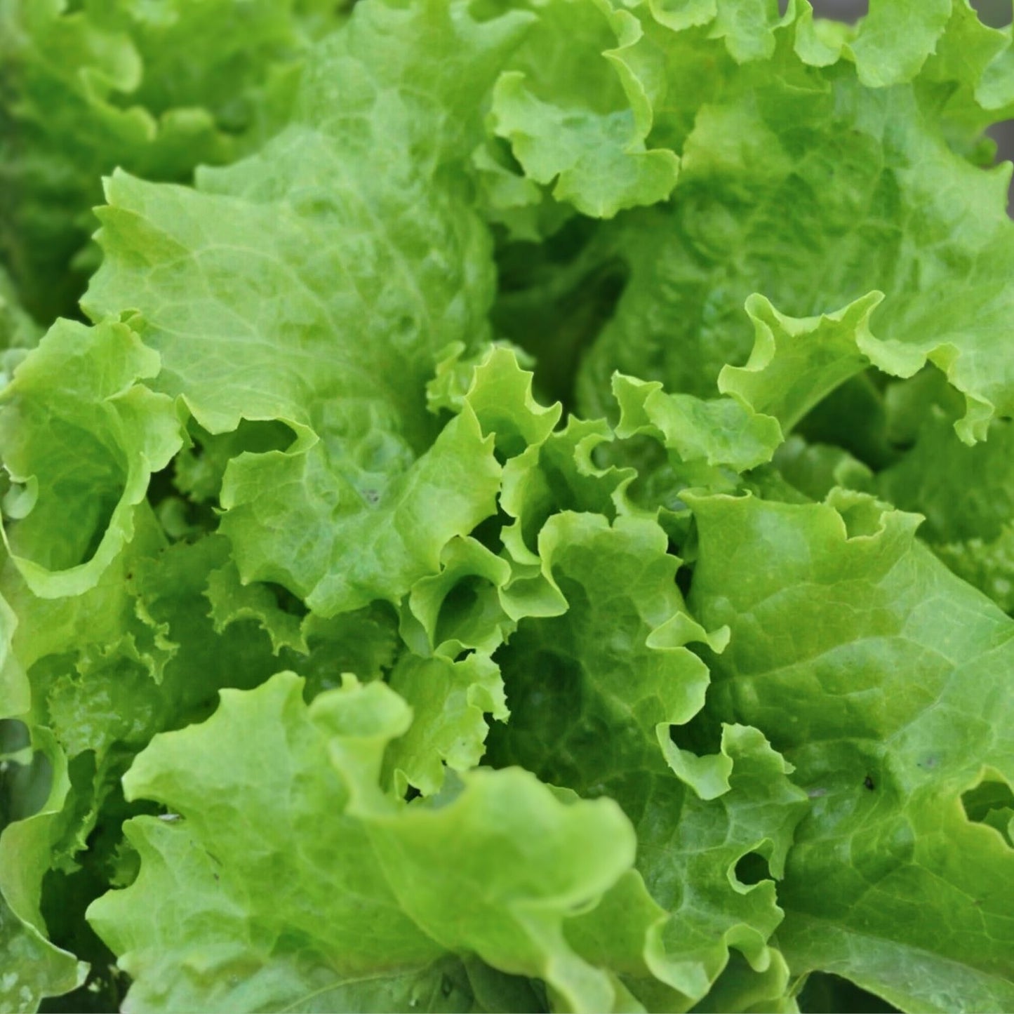 Lettuce Seeds 500 Count – Organic Non-GMO Vegetable Seeds for Gardening, Salad, Leafy Greens, Starter Plants