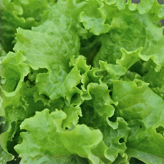 Lettuce Seeds 500 Count – Organic Non-GMO Vegetable Seeds for Gardening, Salad, Leafy Greens, Starter Plants