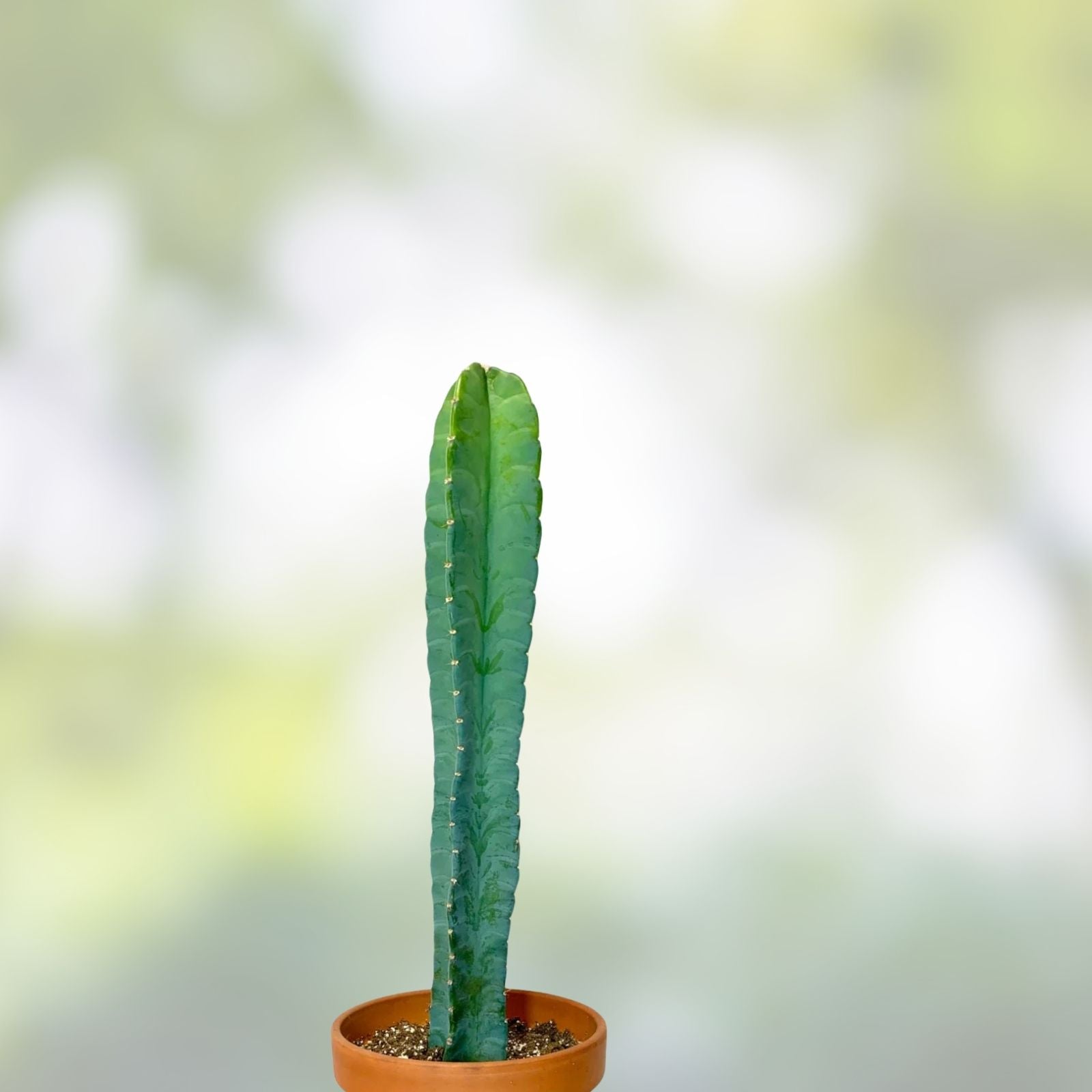 Cereus peruvianus Cactus Cutting 8.5" Tropical Green Succulent Desert Plant Live Houseplant