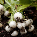Heirloom Radish Seeds Hailstone White Raphanus sativus Non-GMO Vegetable Seeds for Home Gardening