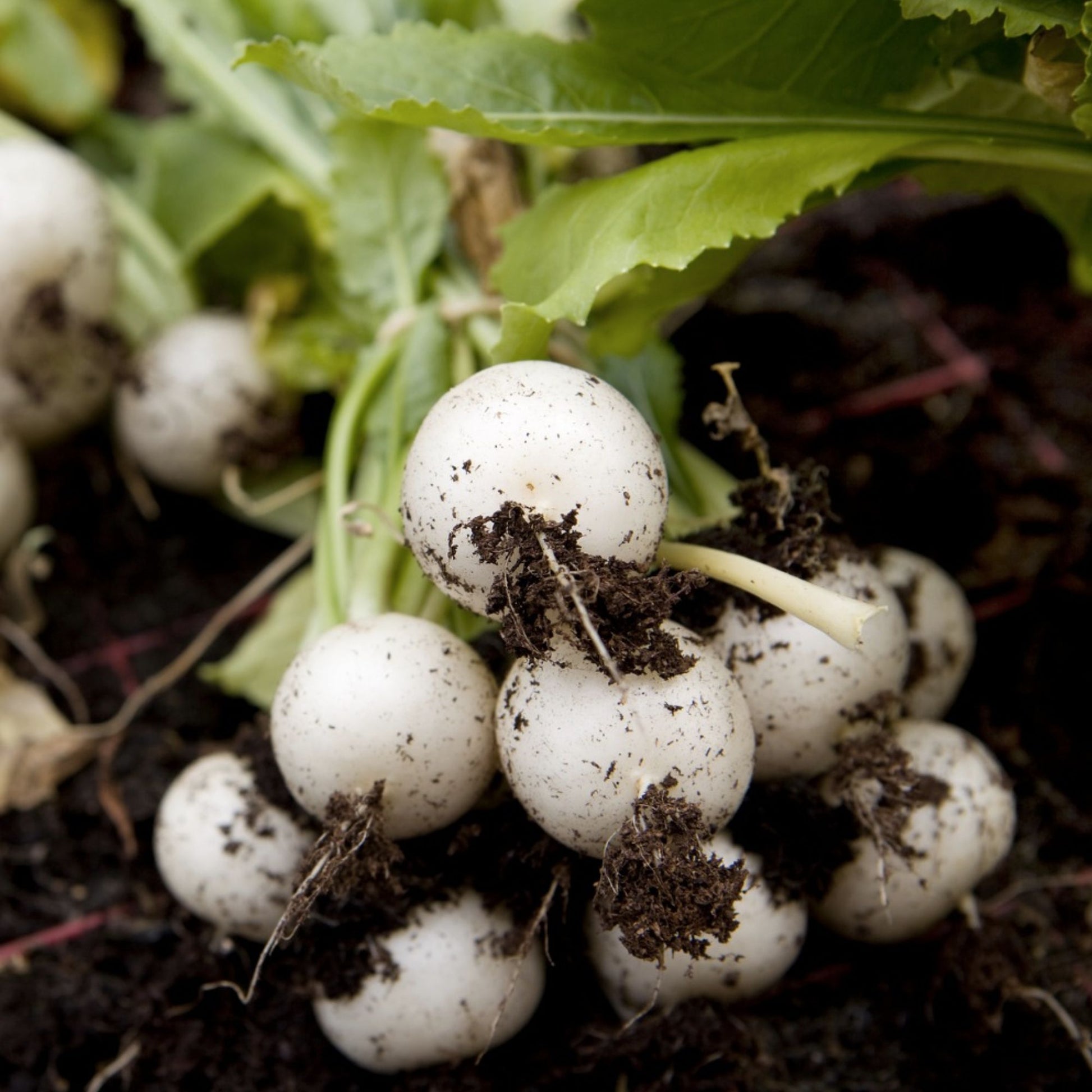 Heirloom Radish Seeds Hailstone White Raphanus sativus Non-GMO Vegetable Seeds for Home Gardening