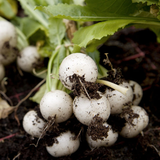 Heirloom Radish Seeds Hailstone White Raphanus sativus Non-GMO Vegetable Seeds for Home Gardening