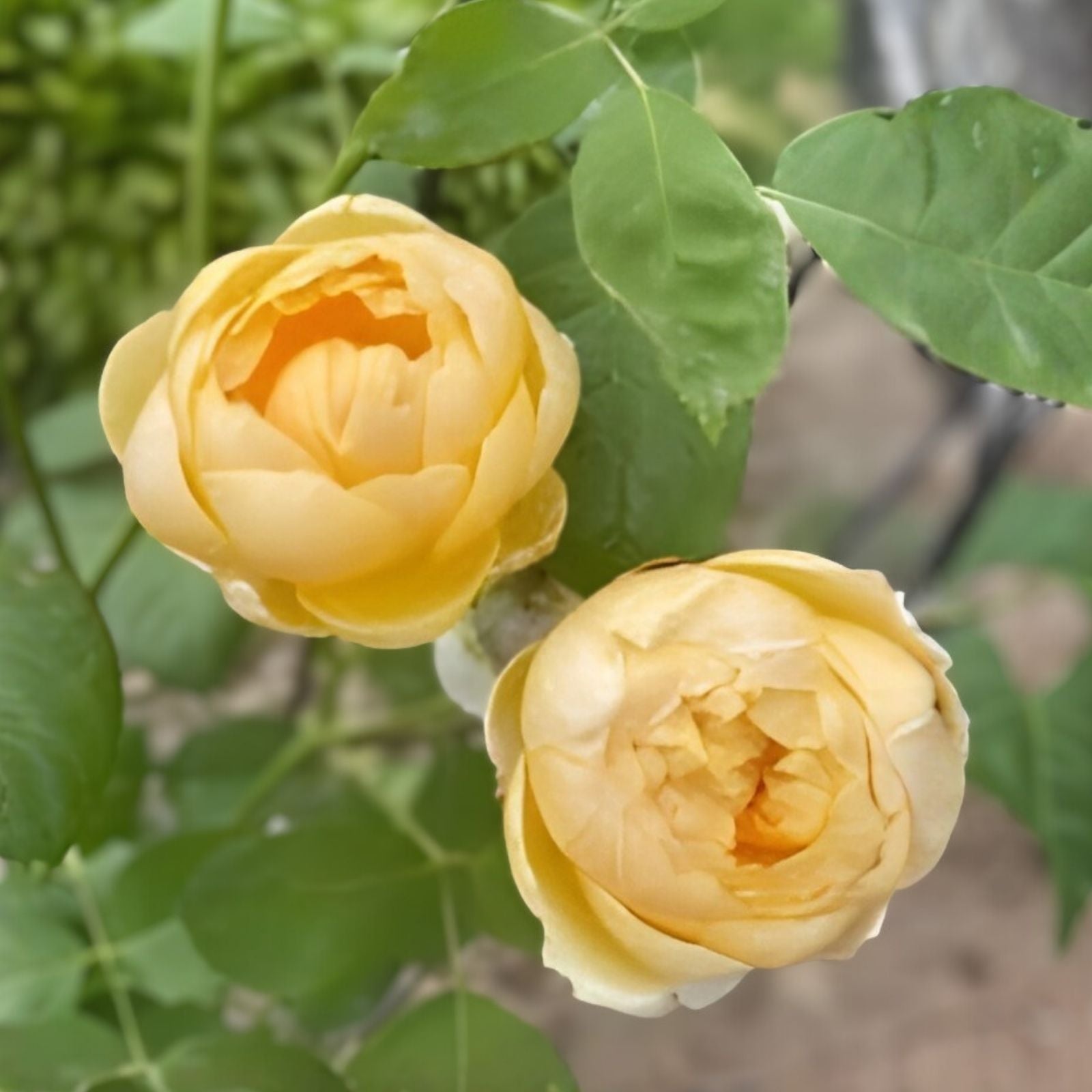 Moonlight Romantica Rose Plant Cuttings - 3 Fresh 6-inch Unrooted Rosa 'Moonlight Romantica' Starter Plants