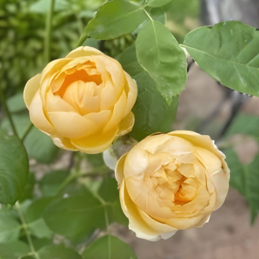 Moonlight Romantica Rose Plant Cuttings - 3 Fresh 6-inch Unrooted Rosa 'Moonlight Romantica' Starter Plants