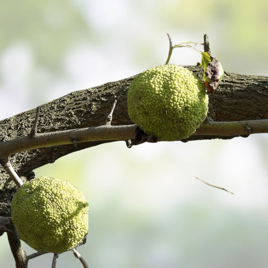 Osage Orange Tree Seedlings 12-24 inch Maclura pomifera Fruit Tree Ornamental Fast Growing Live Plant