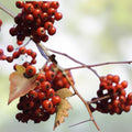 Washington Hawthorn Tree Live Plants Set of 2 – Crataegus phaenopyrum Bare Root Starter Trees, 18-24 inches, Hardy Zones 5-9